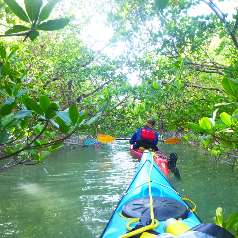 The image shows a first-person perspective from a blue kayak, gliding through a narrow waterway surrounded by lush green mangrove trees. Another kayaker in a red kayak is ahead, paddling through the dense vegetation. Sunlight filters through the canopy, creating a dappled effect on the water. The scene evokes a sense of adventure and immersion in nature.